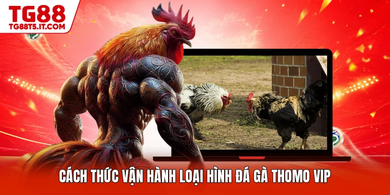 Cách thức vận hành loại hình đá gà thomo vip