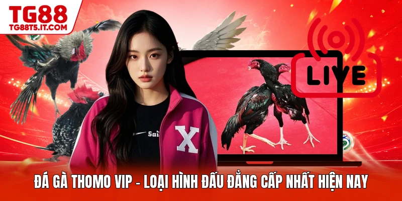 Đá Gà Thomo Vip - Loại Hình Đấu Đẳng Cấp Nhất Hiện Nay
